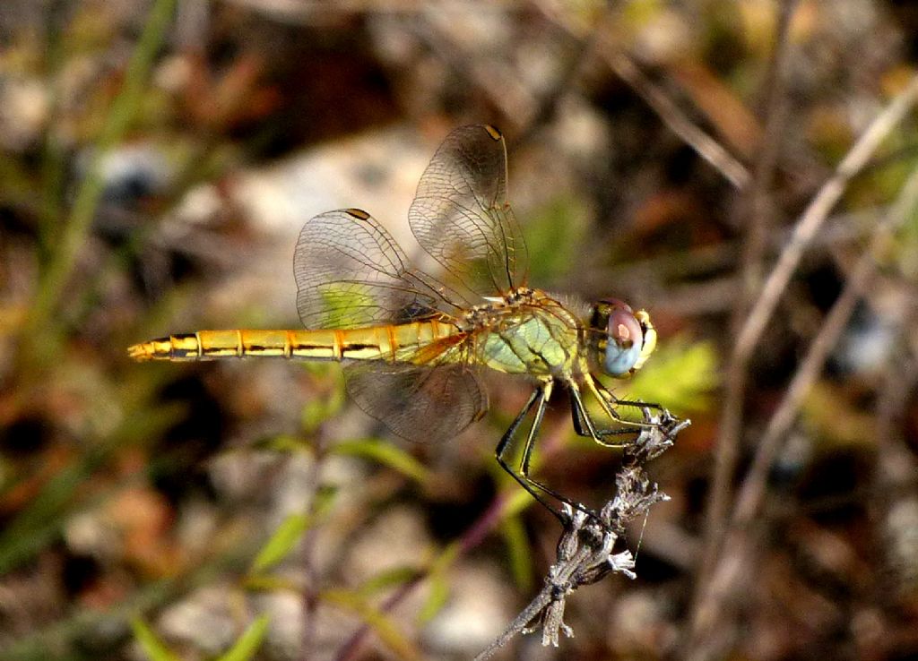 Sympetrum fonscolombi?? S !